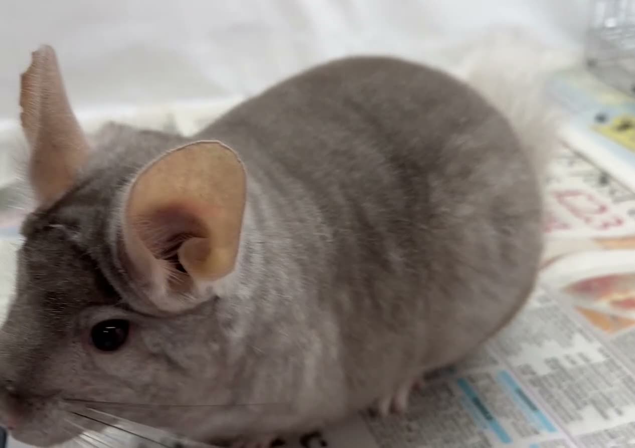 Chinchilla rodents for sale: Toby, fabulously tame Beige boy - Video 1