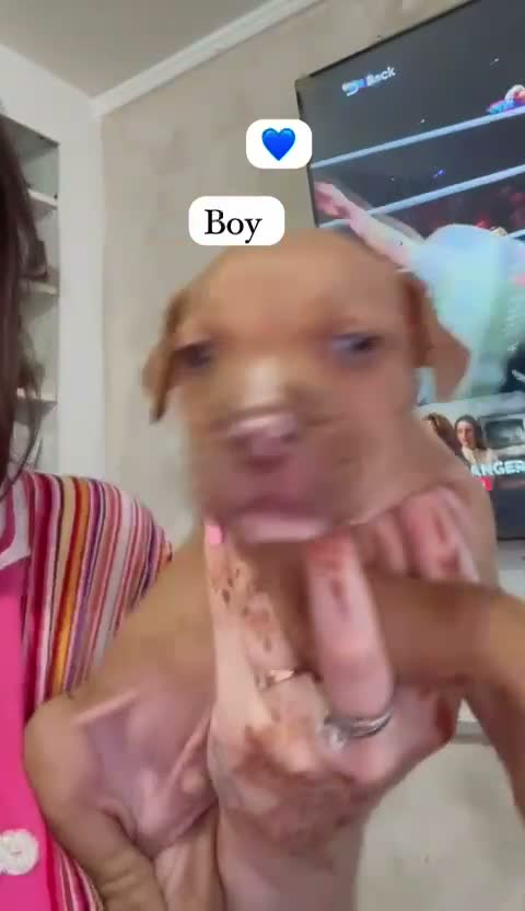 American Bull Staffy dogs for sale: Staff mixed beautiful dogs  - Video 1