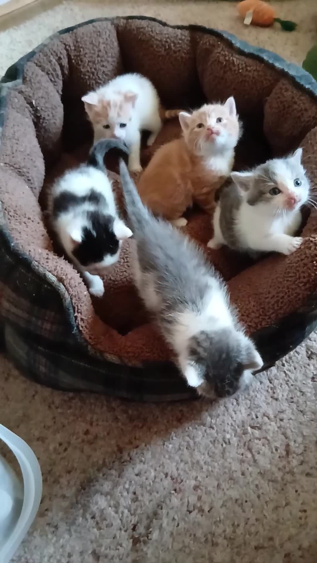 Domestic Shorthair cats for sale: 5 Wee ones - Video 4