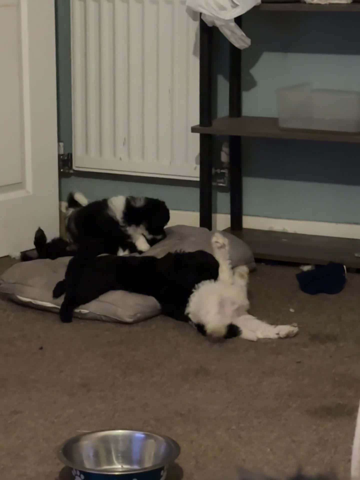 Mixed Breed dogs for sale: Springer-Poo puppies READY NOW. - Video 3