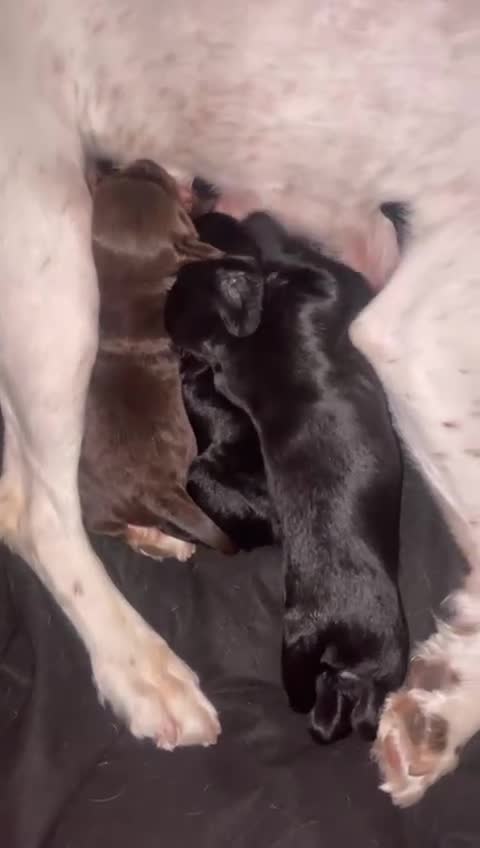 Cockapoo dogs for sale: 4 Stunning and Healthy cockapoos *2 girls 2boys* - Video 2