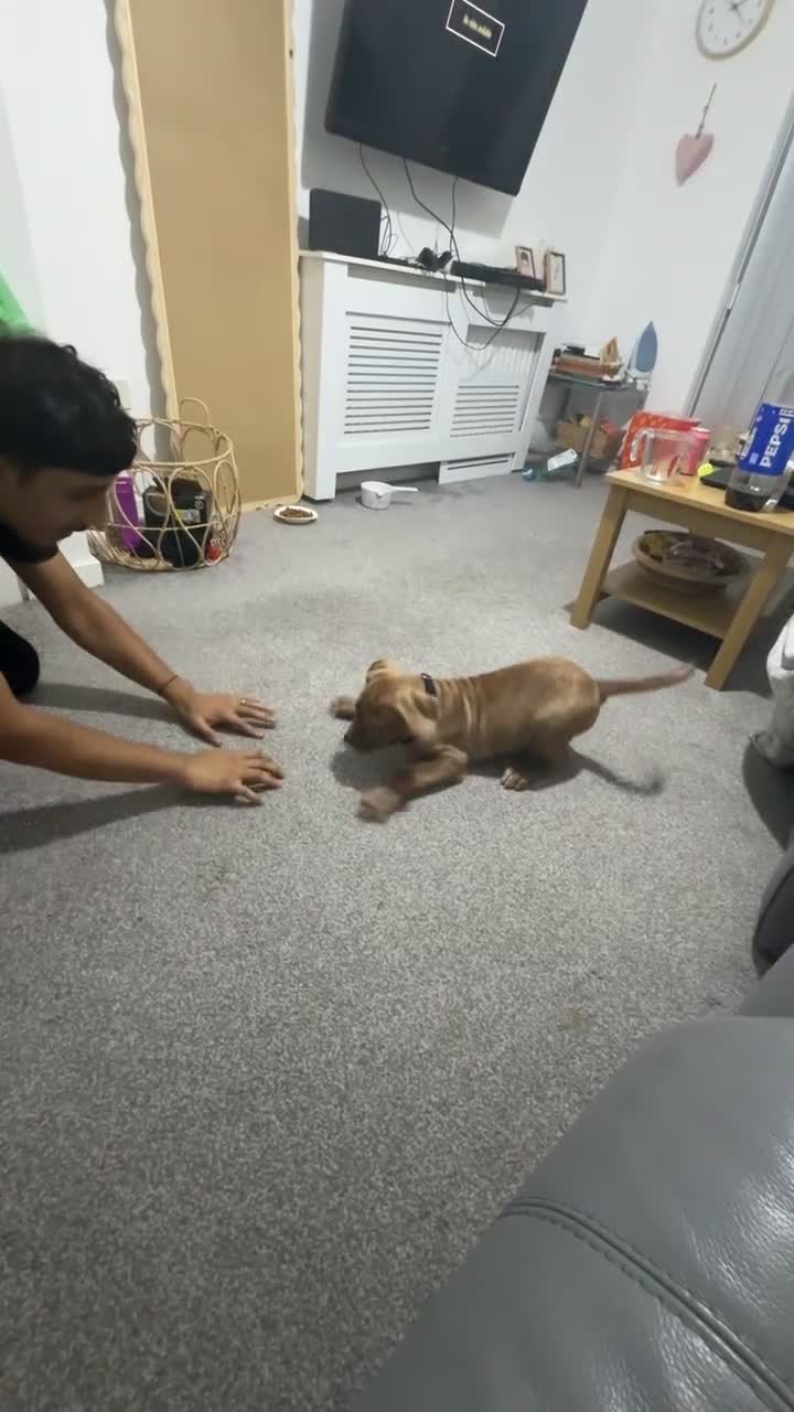 Mixed Breed dogs for sale: Cane corso x Dogue de bordeaux  in Birmingham - Video 2