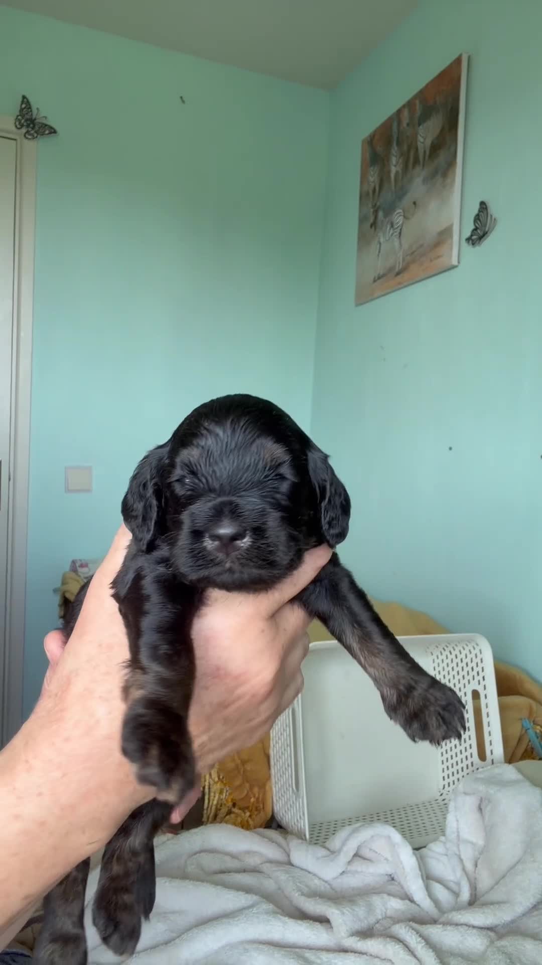 Cockapoo dogs for sale: Cockapoo Puppies in Totnes - Video 3