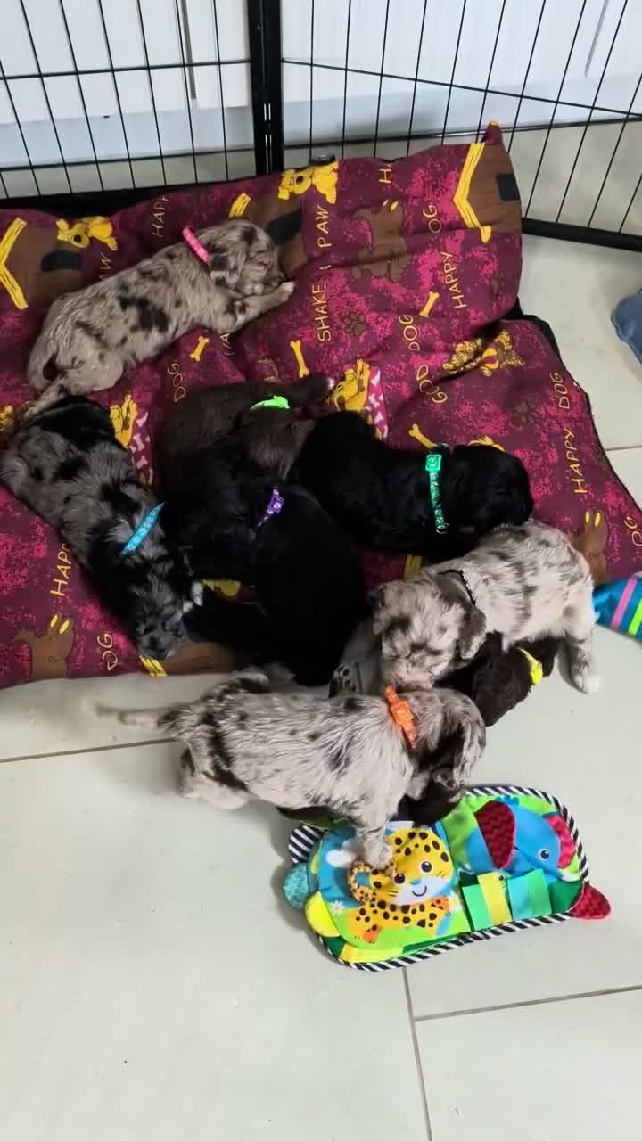 Cockapoo dogs for sale: Cockerpoo puppies  - Video 1