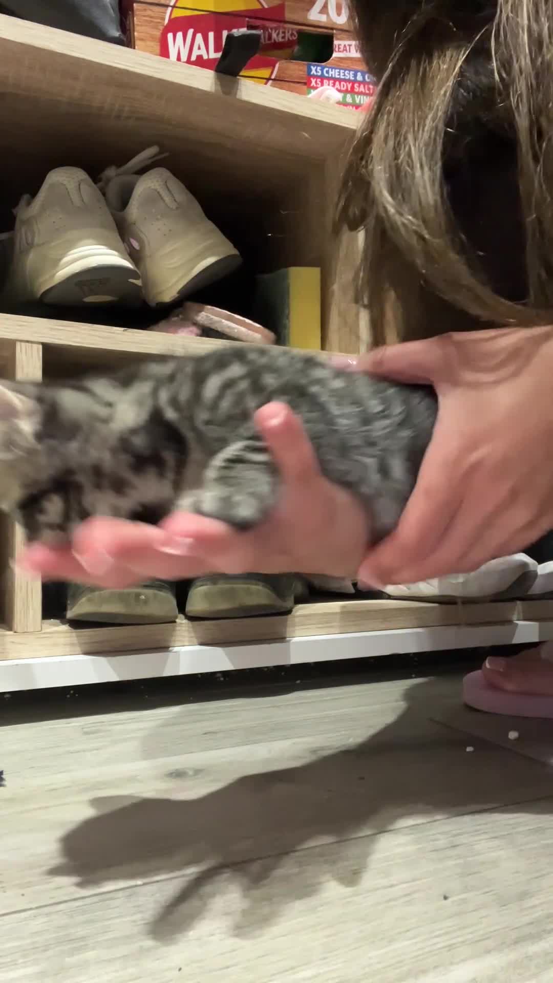 Domestic Shorthair cats for sale: Playful Tabby Kittens Ready in South Ockendon - Video 2