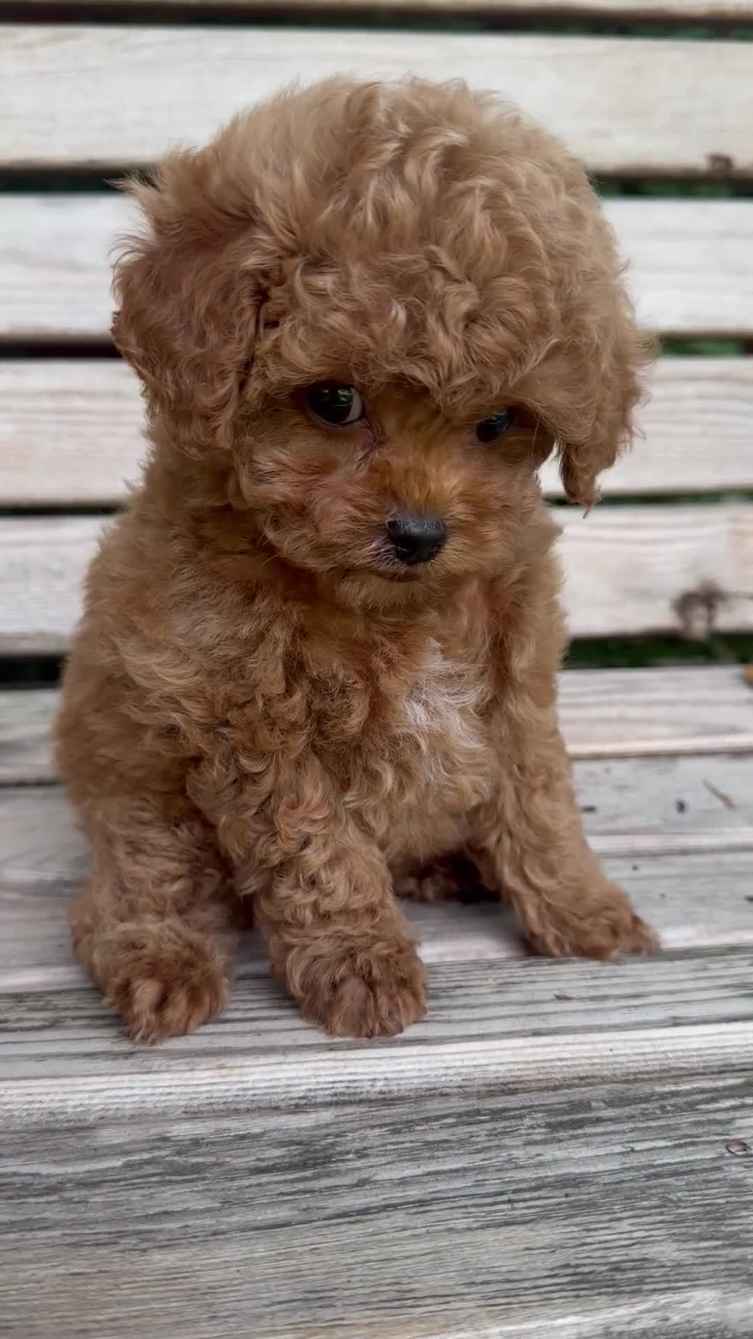 Toy Poodle dogs for sale: Stunning Asian Toy Poodle Puppies – Ready Now 🐾 - Video 3