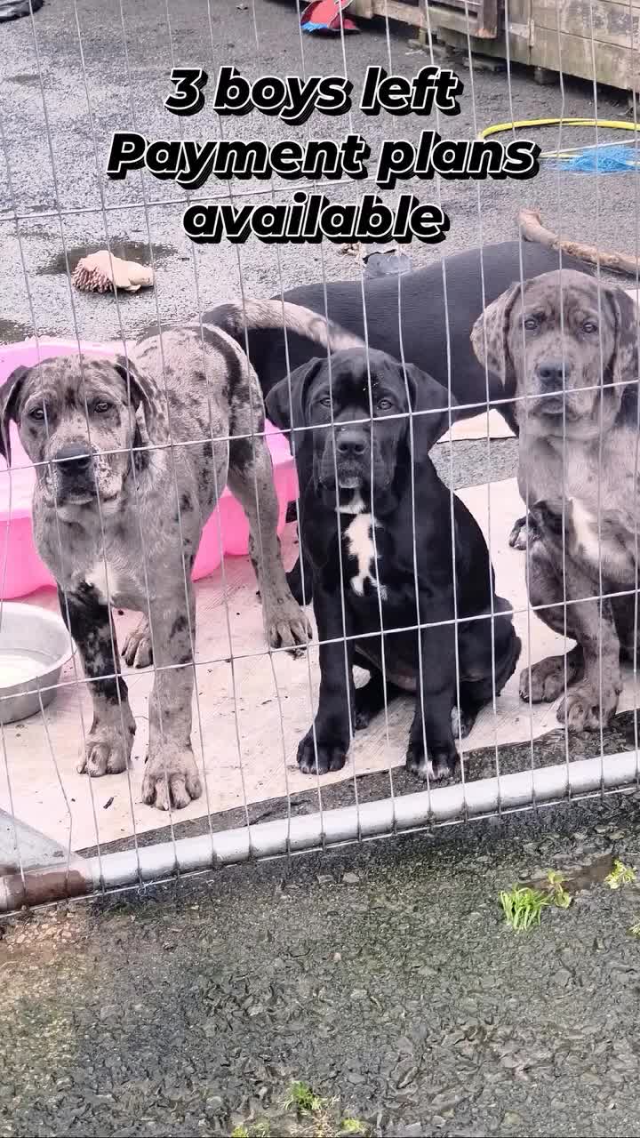 Mixed Breed dogs for sale: Harlequin cane corso X American bulldogge - Video 2