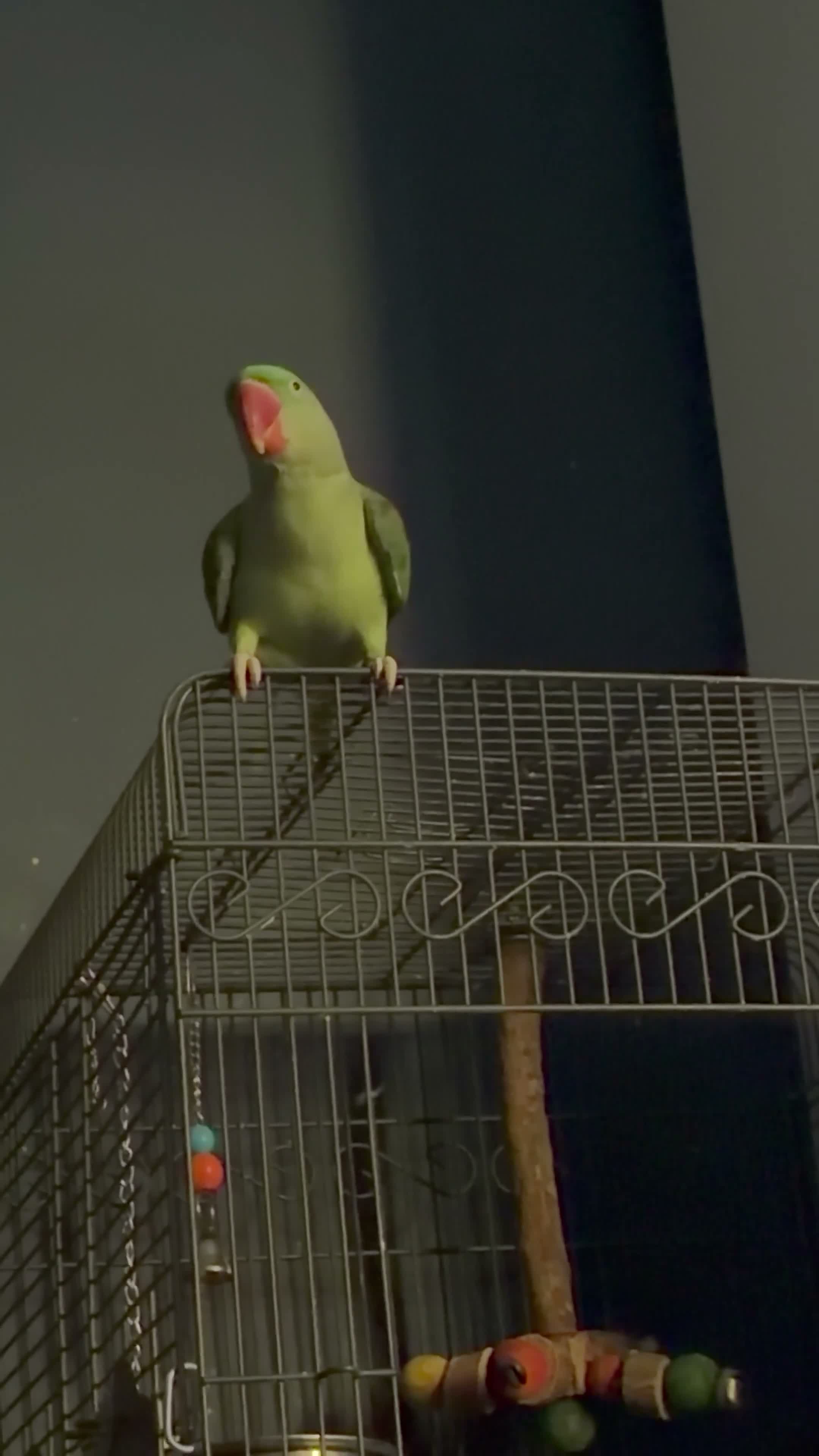 Parrots birds for sale: Alexandrine parrot in Birmingham - Video 1