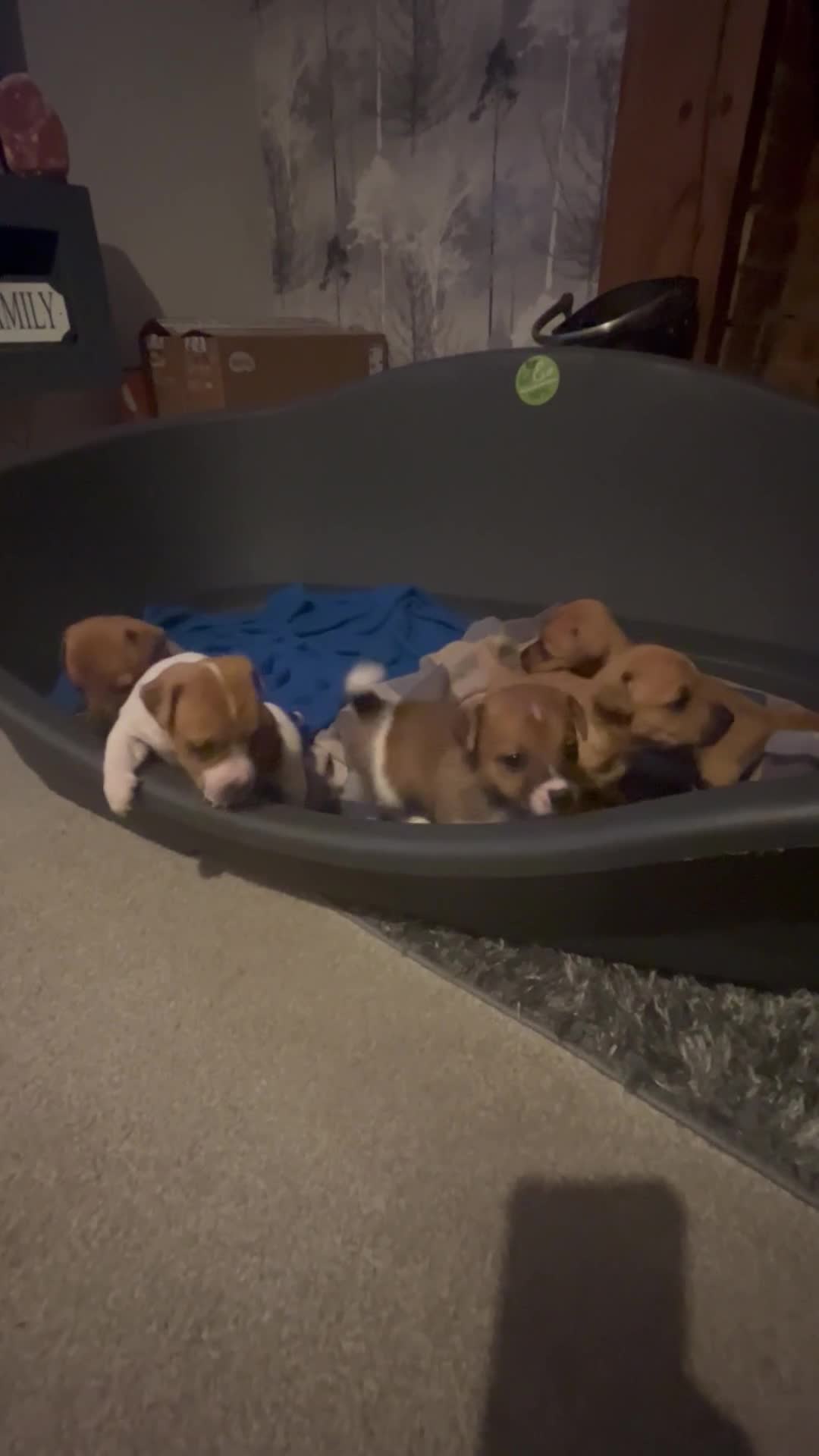 Jack Russell dogs for sale: ** Stunning Pure Miniature Jack Russell Pups ** - Video 1