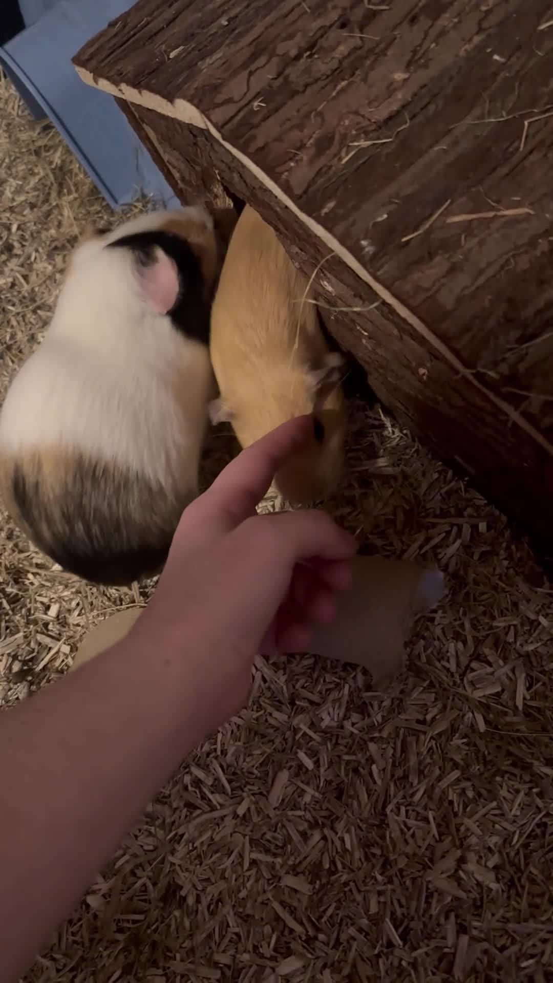 Guinea Pig rodents for sale: Pair of male guinea pigs - Video 1