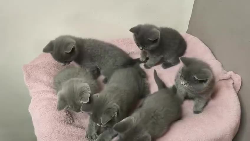 British Shorthair cats for sale: British Shorthair Kittens Imported Parents  in Peterborough - Video 1