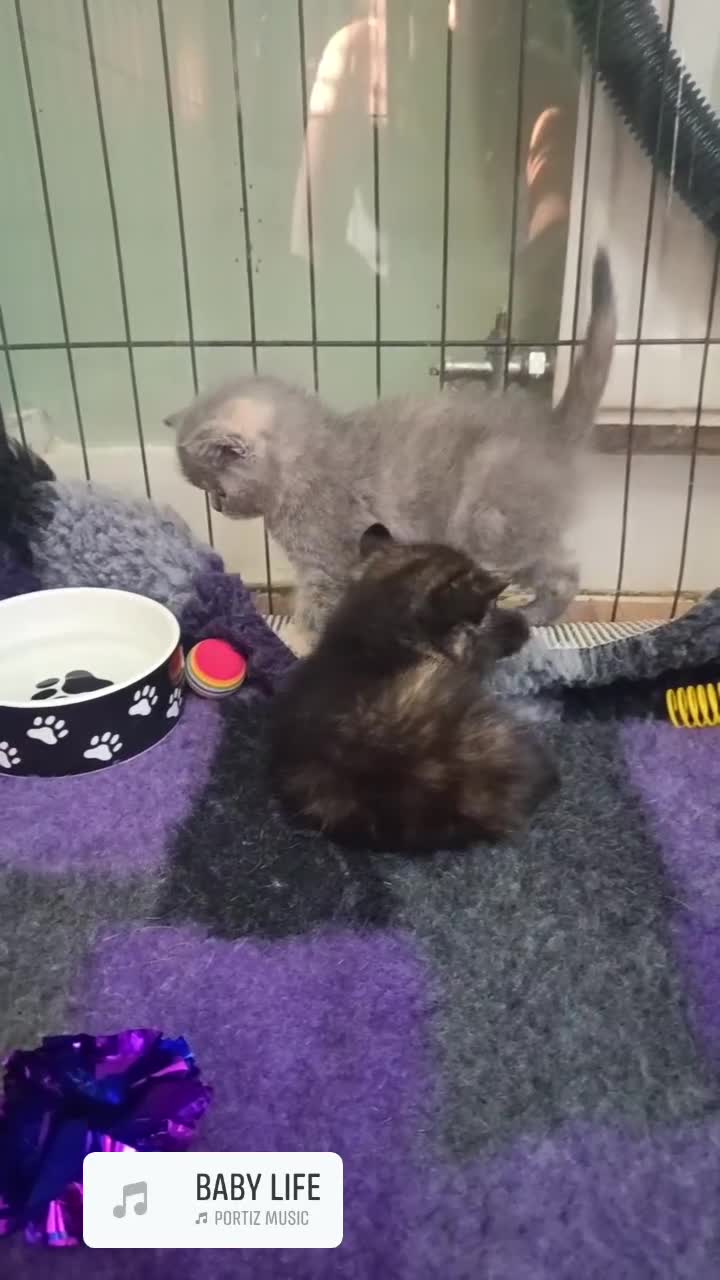 British Shorthair cats for sale: *Beautiful BSH Babies*Health Tested Parents* - Video 1