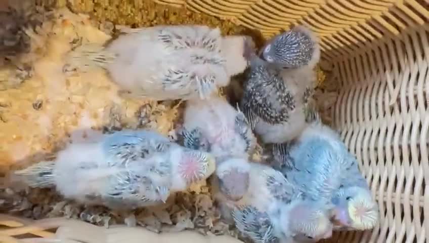 Budgerigars birds for sale: Rainbow ,hagoromo baby budgies hand tamed & reared - Video 3