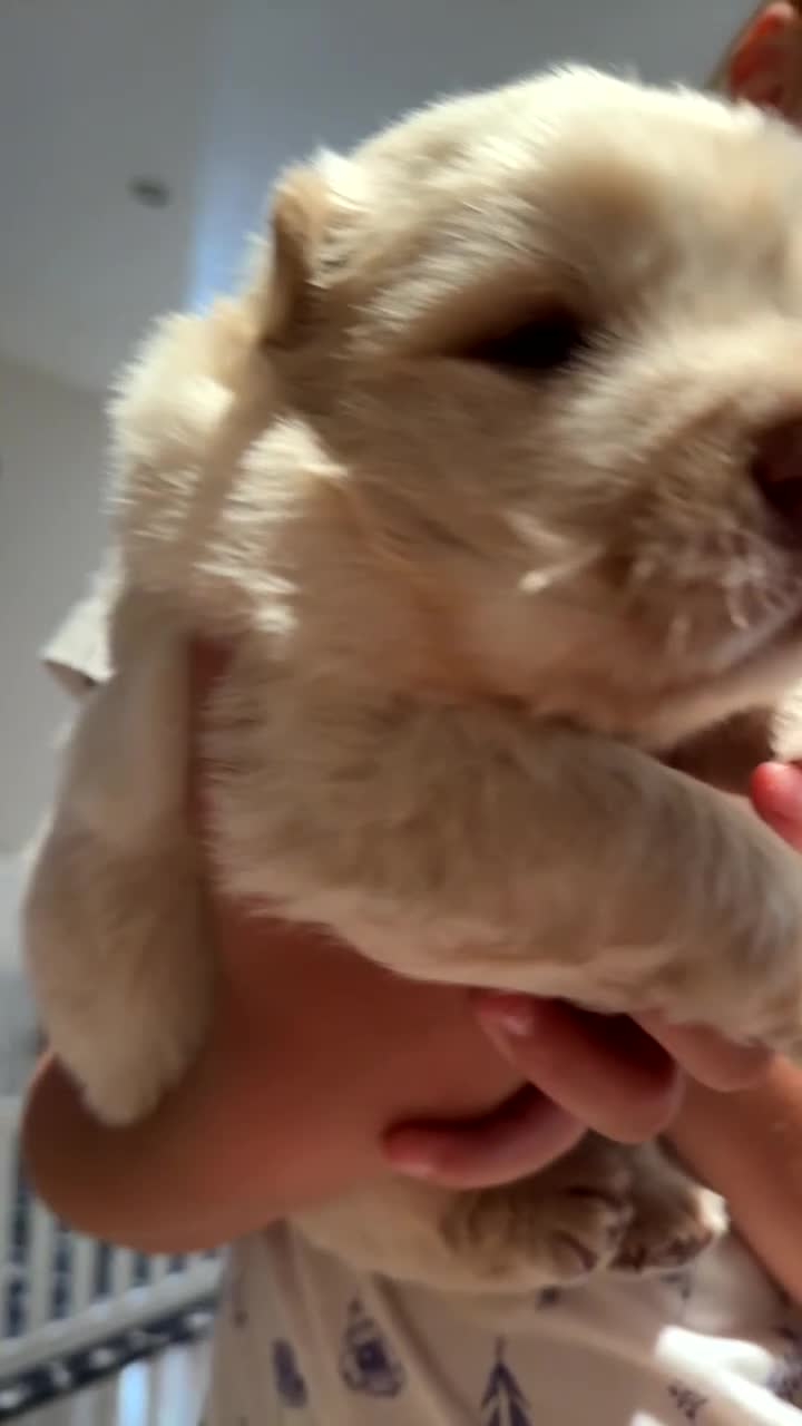 Chow Chow dogs for sale: 🔥 UK best Lilac platinum 🧸 chow chows KC  - Video 3