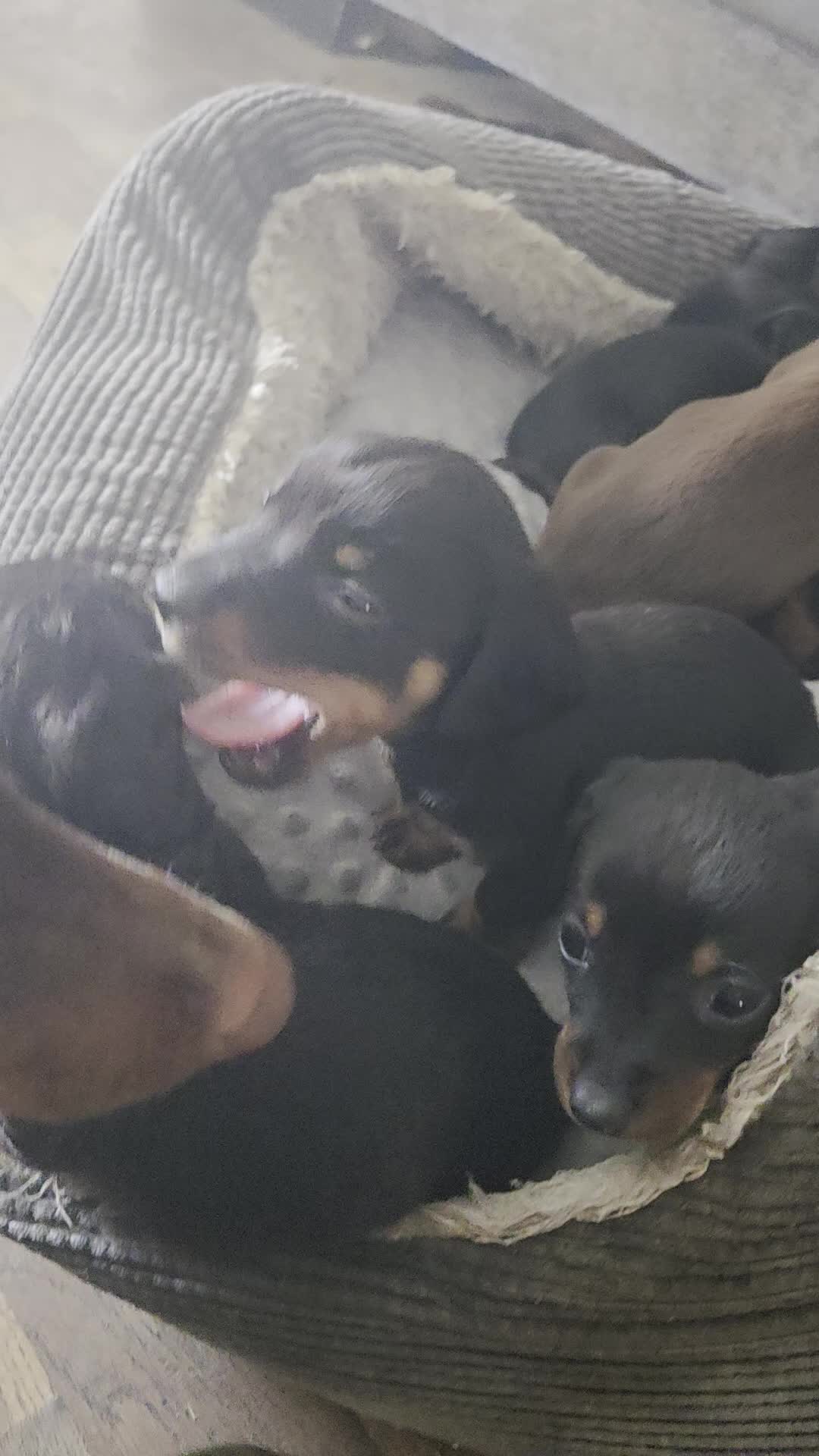 Miniature Dachshund dogs for sale: Miniature Dachshunds - Video 1