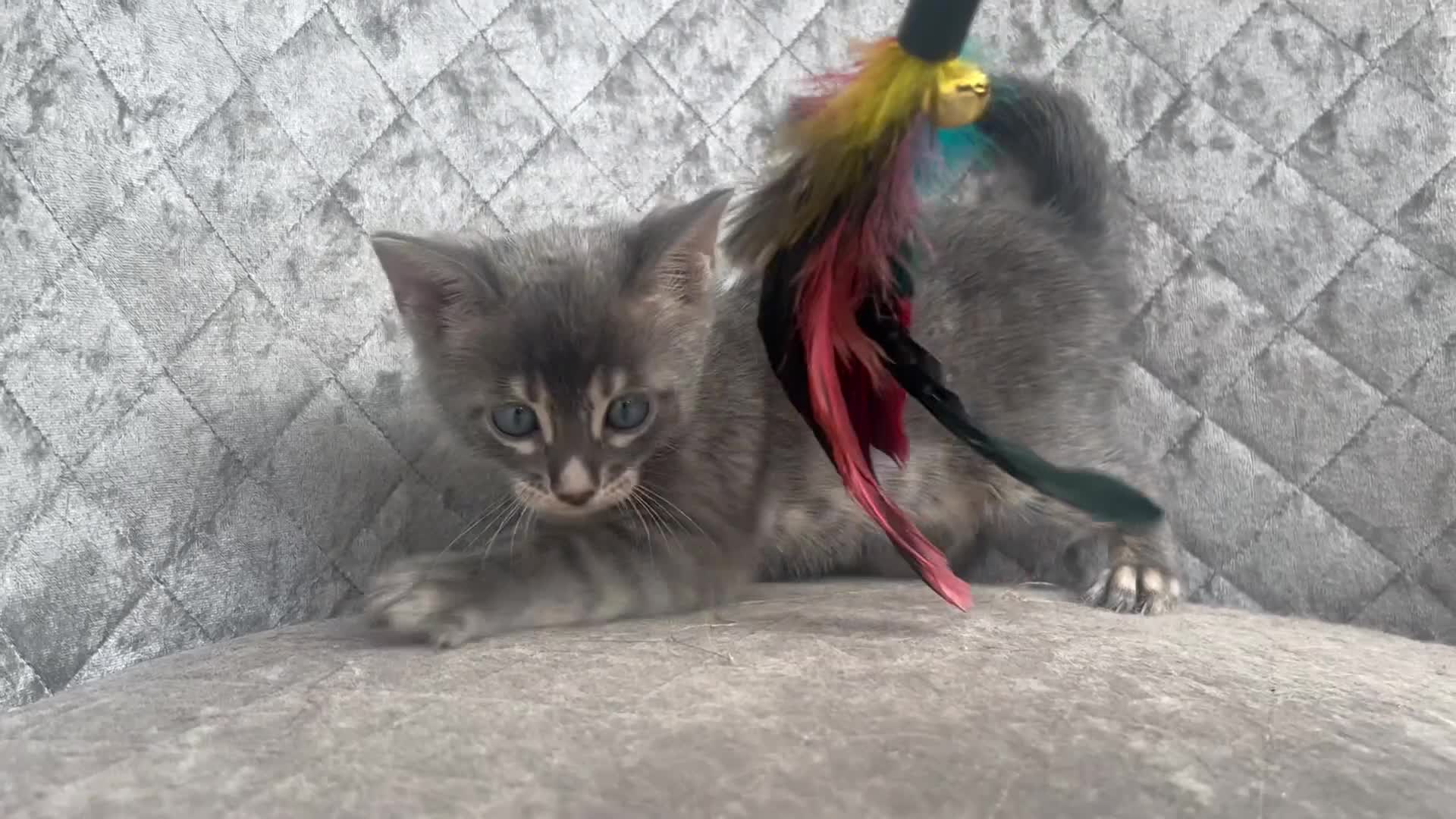 Bengal cats for sale: Female Blue & Black Smoke TICA Bengal kittens  - Video 3