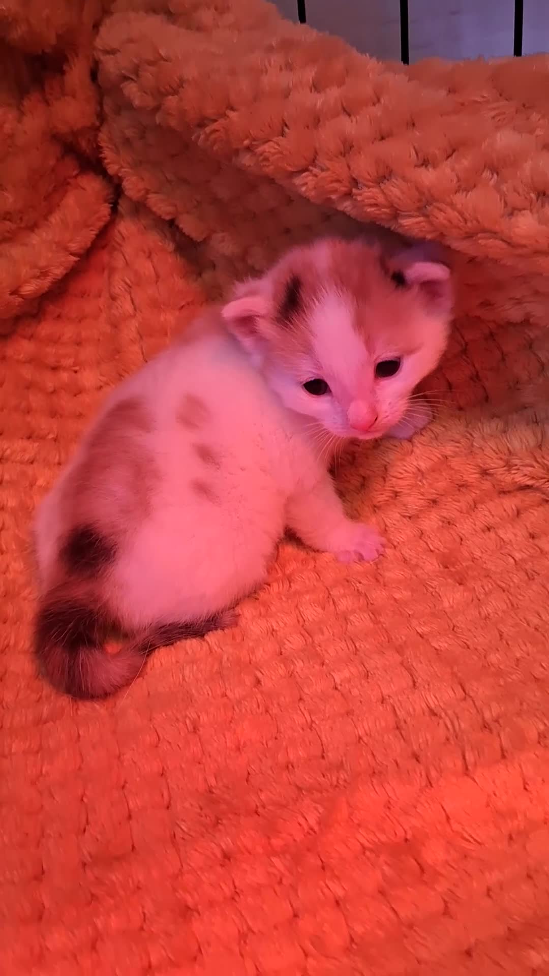 Mixed Breed cats for sale: 5 absoloutly stunning kittens  - Video 1
