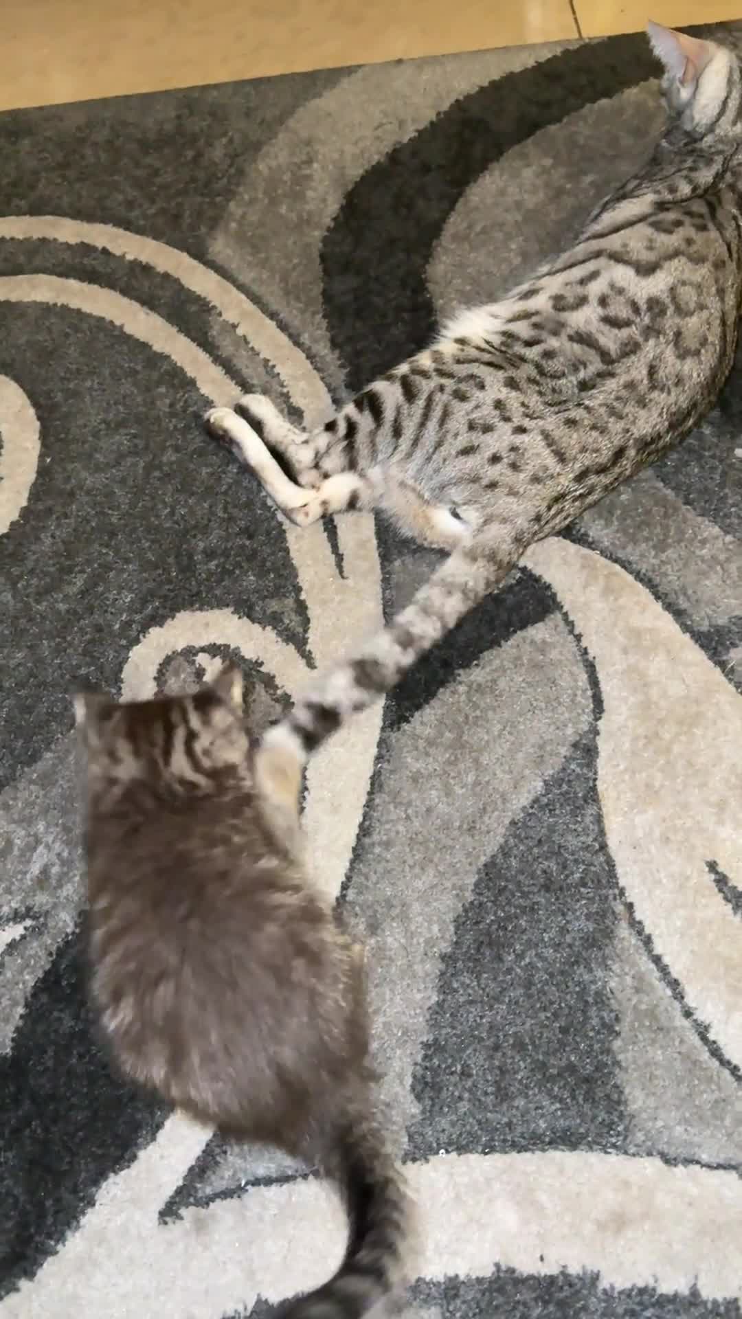 Bengal cats for sale: Adorable bengal kittens for sale✨ - Video 1