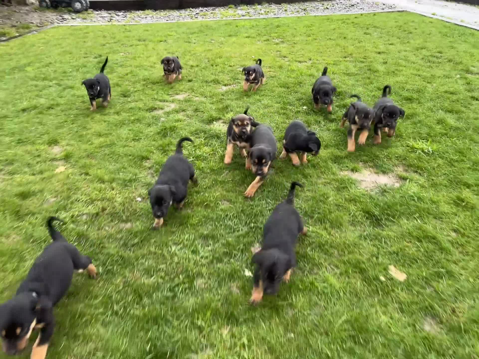 Mixed Breed dogs for sale: Huntaway X Puppies for Sale - Video 1