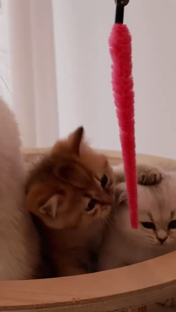 British Shorthair cats for sale: ✨ Ready now Golden and Silver British Shorthair ❗️ in Upminster - Video 2