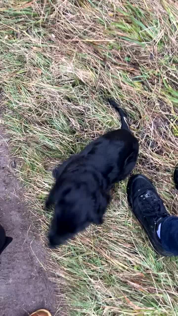 Cocker Spaniel dogs for sale: Beautiful Black Cocker Spaniel. - Video 2