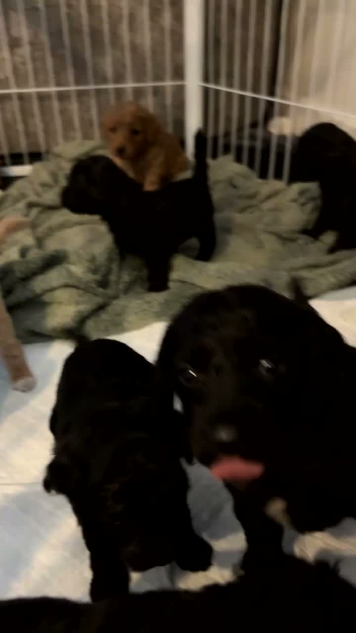 Cockapoo dogs for sale: Cockapoo pups - Video 1