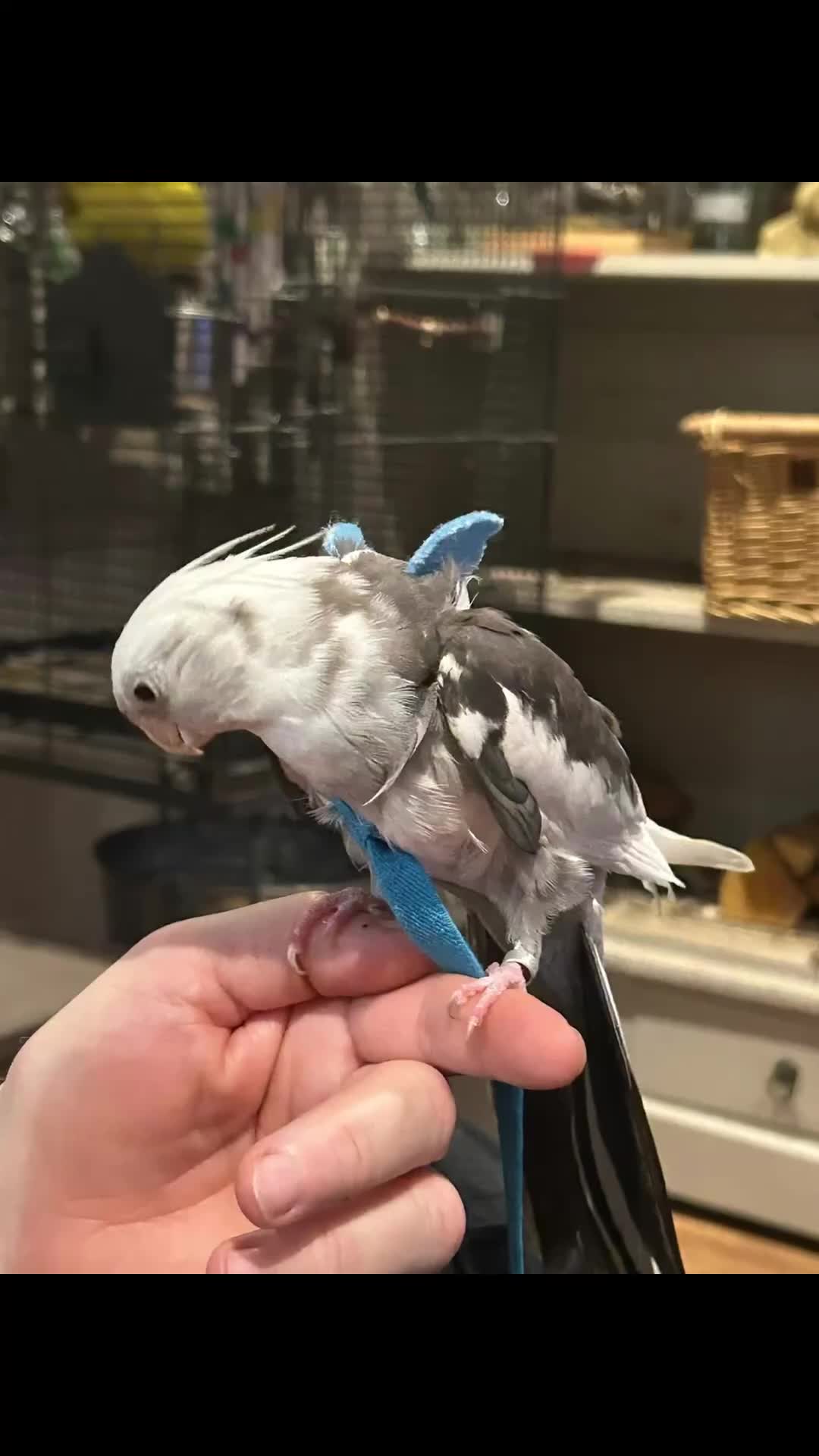 Cockatiels birds for sale: Talking hand tame cockatiel - Video 1