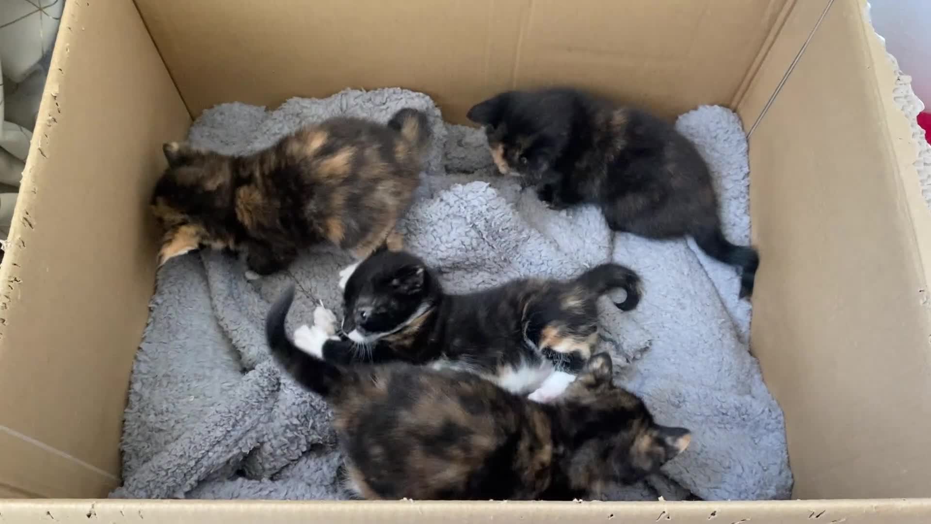 Mixed Breed cats for sale: 3 calico and 1 tortoiseshell girls - Video 1