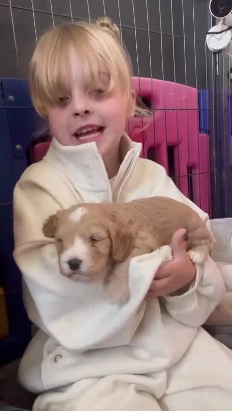 Cockapoo dogs for sale: F1 Cockerpoo's  - Video 3