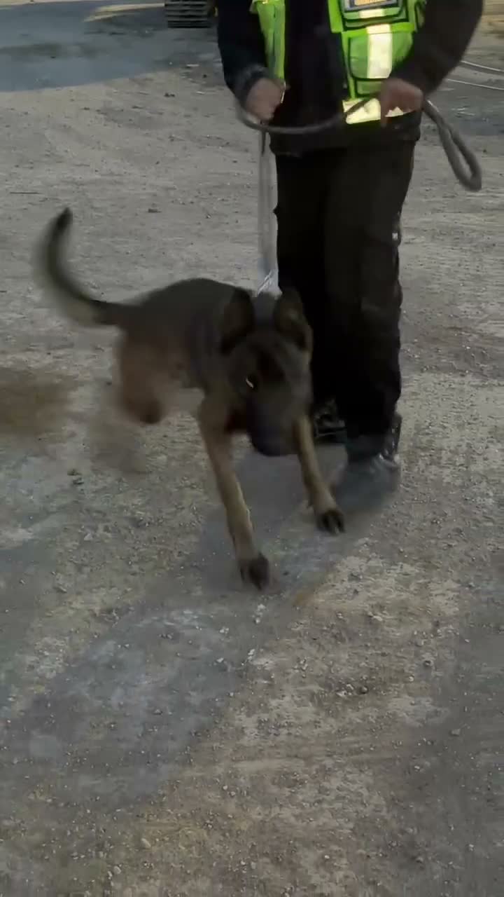 Mixed Breed dogs for sale: Trained security Belgiun Malinois  in Leeds - Video 1