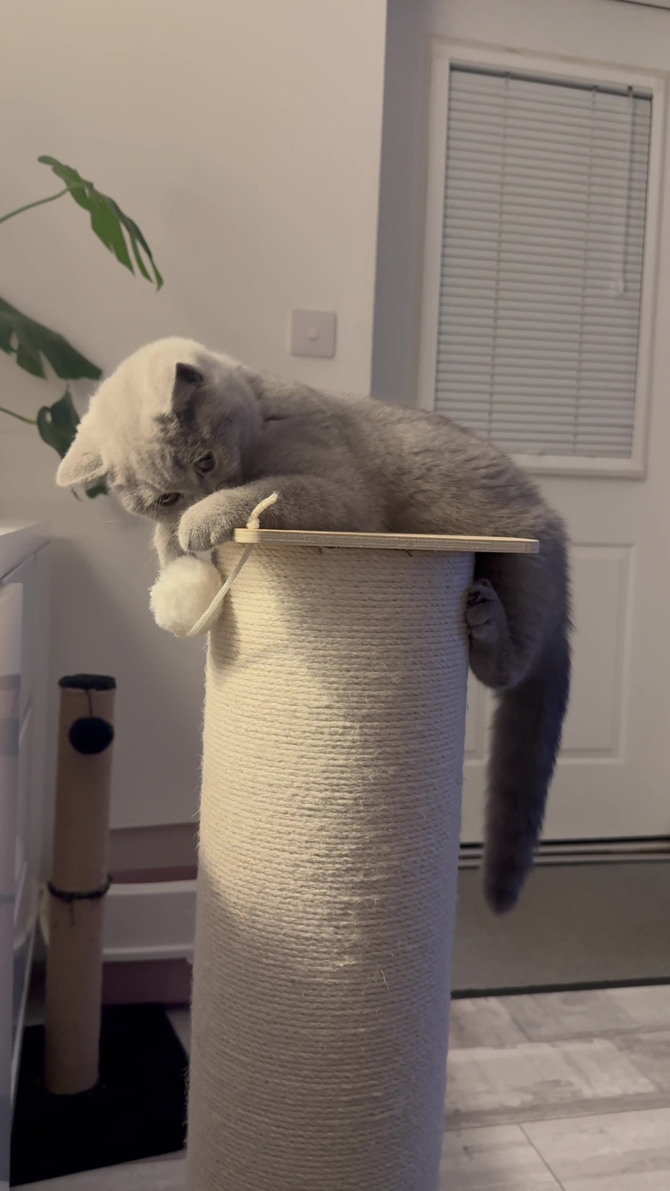 British Shorthair cats for sale: Gccf reg bsh kitten  - Video 1