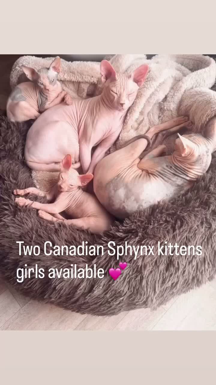 Sphynx cats for sale: Canadian Sphinx kittens  - Video 4