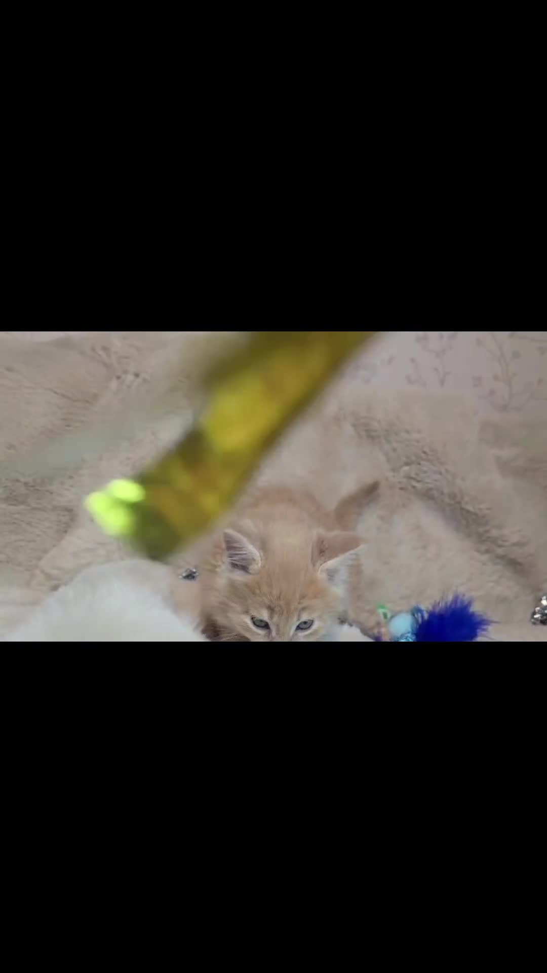 Maine Coon cats for sale: Gccf Maine Coon Kittens - Video 3