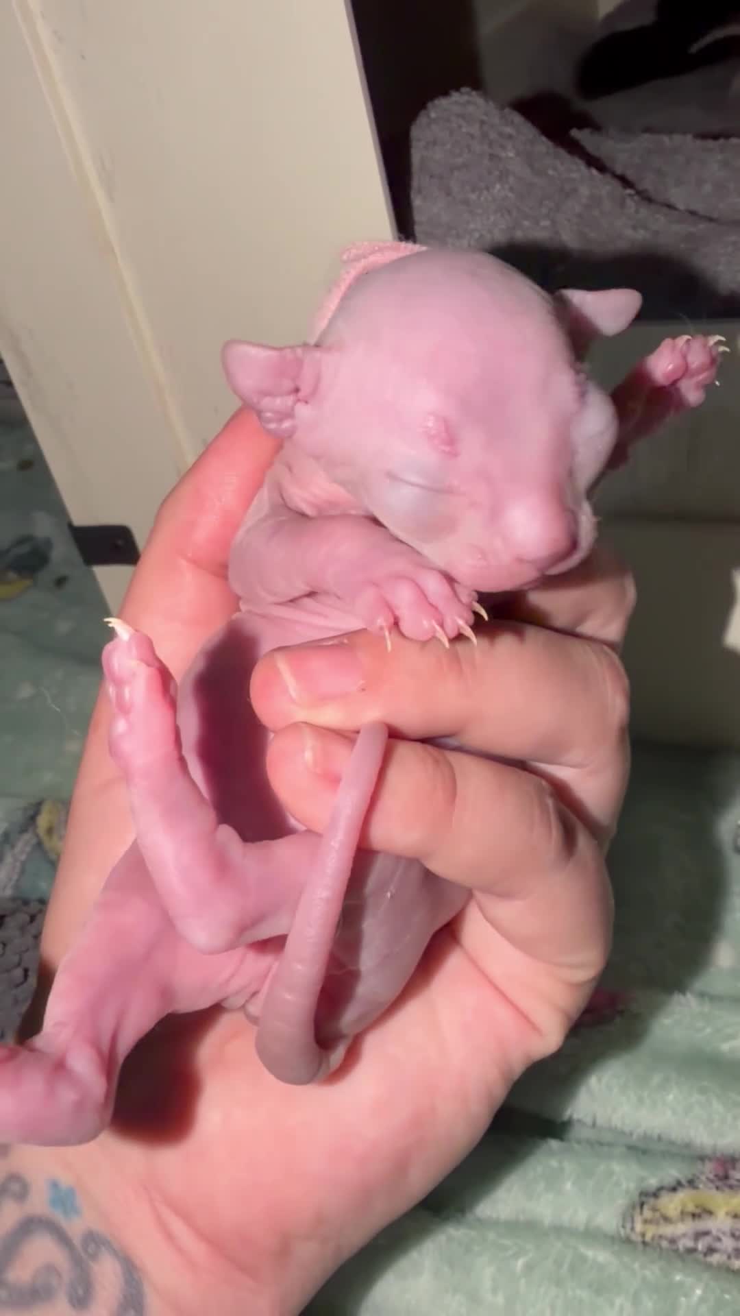 Mixed Breed cats for sale: Stunning Sphynx x ragdoll  - Video 1