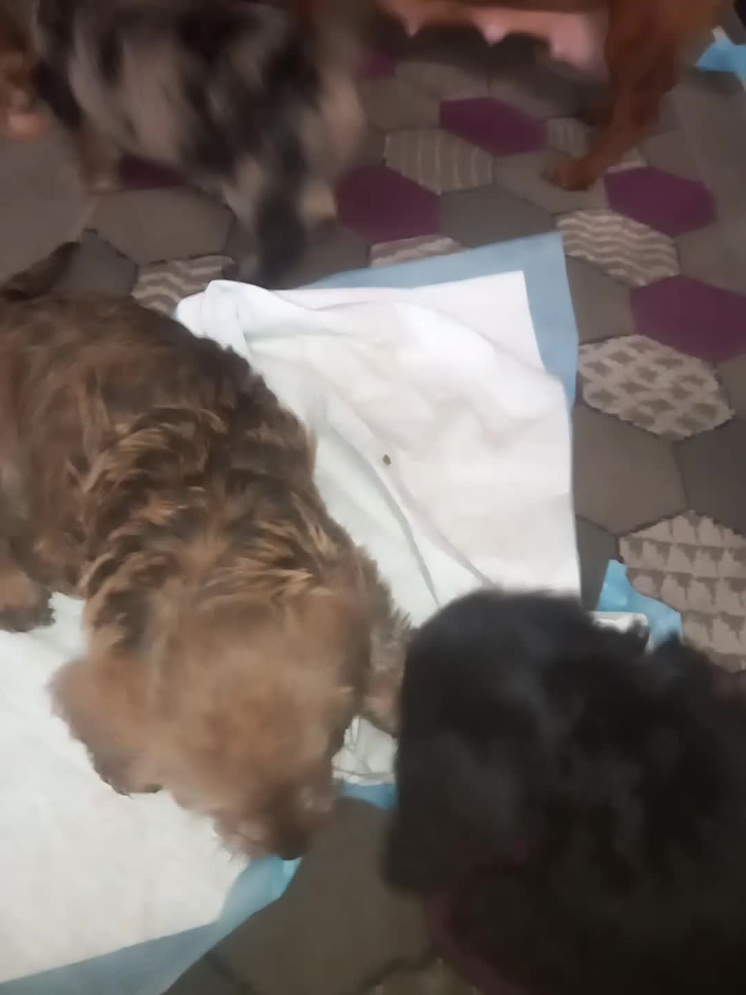 Doxiepoo dogs for sale: Doxipoo  - Video 1