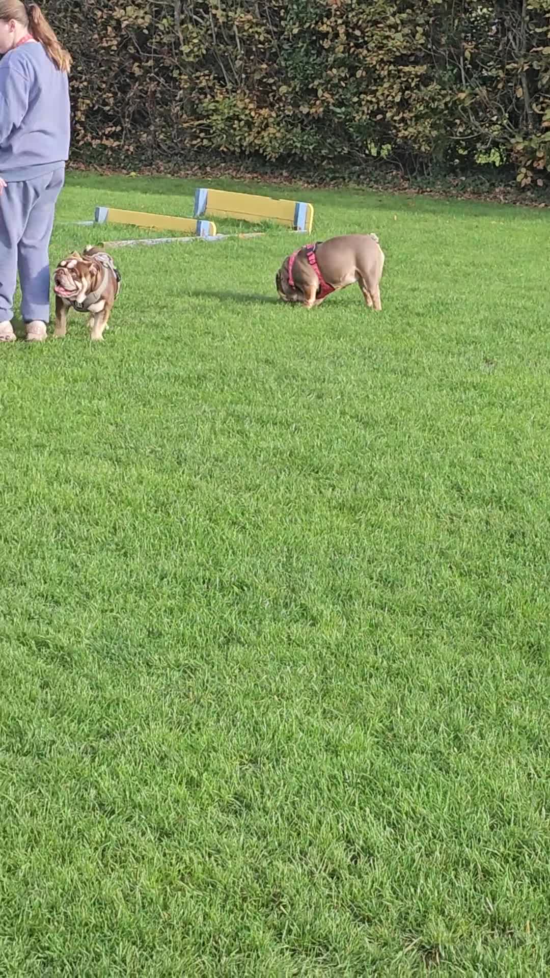 English Bulldog dogs for sale: ⭐️⭐️⭐️ EXCEPTIONAL ENGLISH BULLDOG PUPPIES ⭐️⭐️⭐️ - Video 1