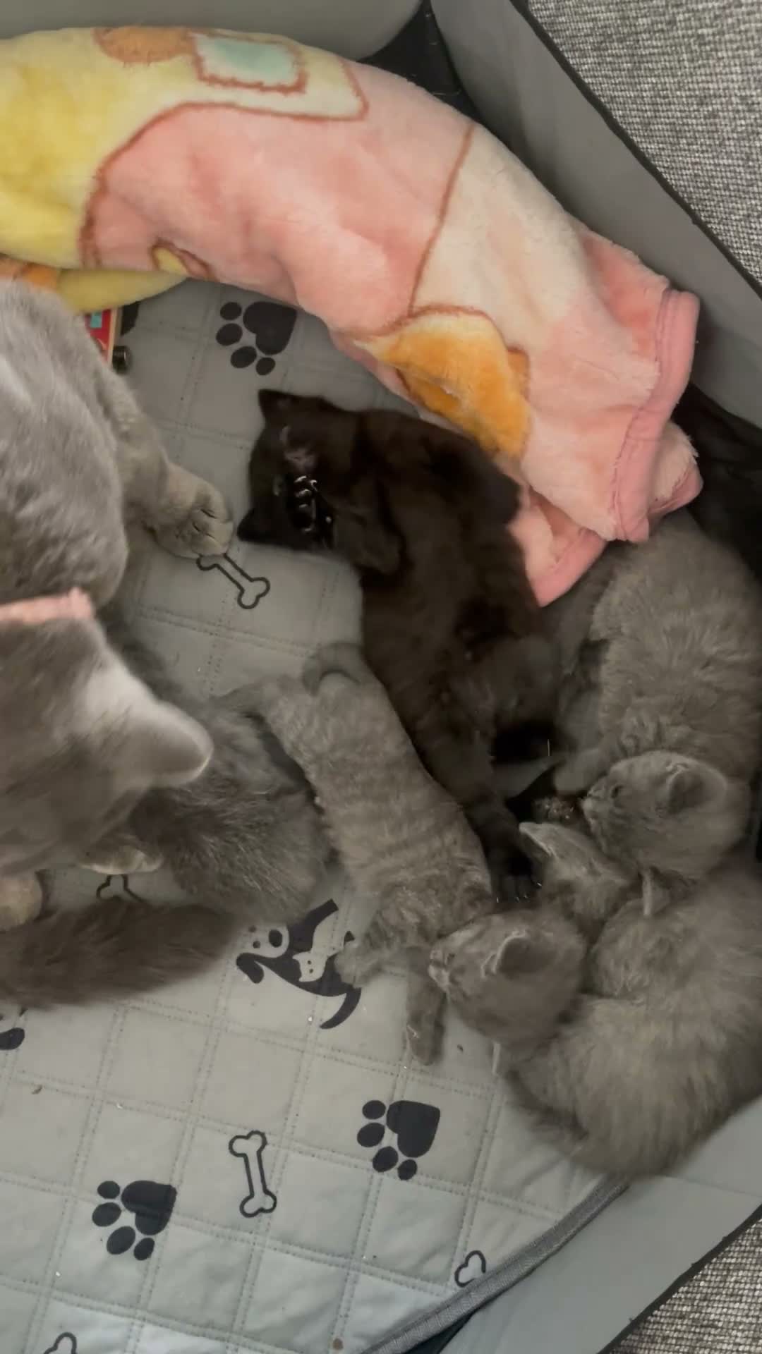 British Shorthair cats for sale: Beautiful British Kittens 🍂 - Video 1