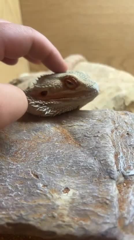 Bearded Dragon reptiles for sale: Bearded dragon and complete set up  - Video 1