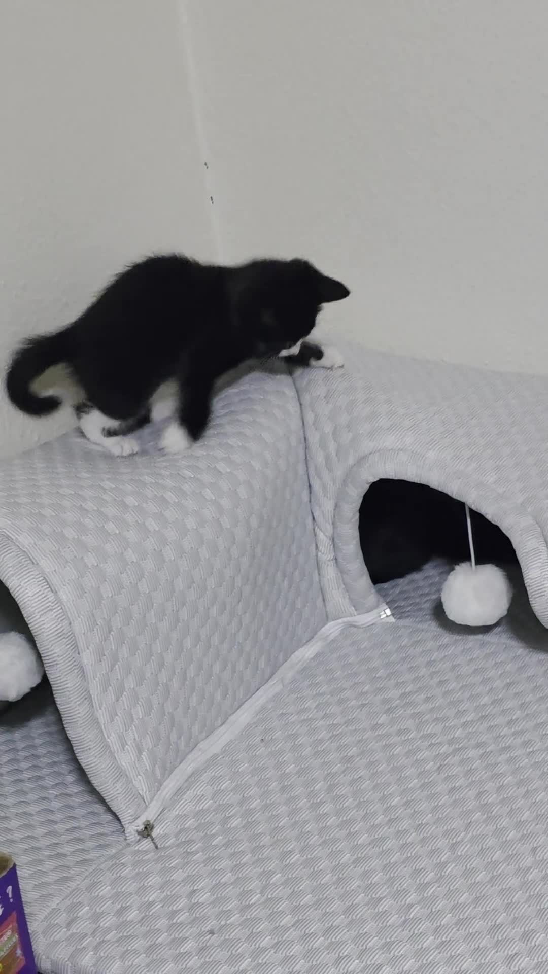 Mixed Breed cats for sale: Tiny Tuxedo Explorer Bella - Ready to leave - Video 3
