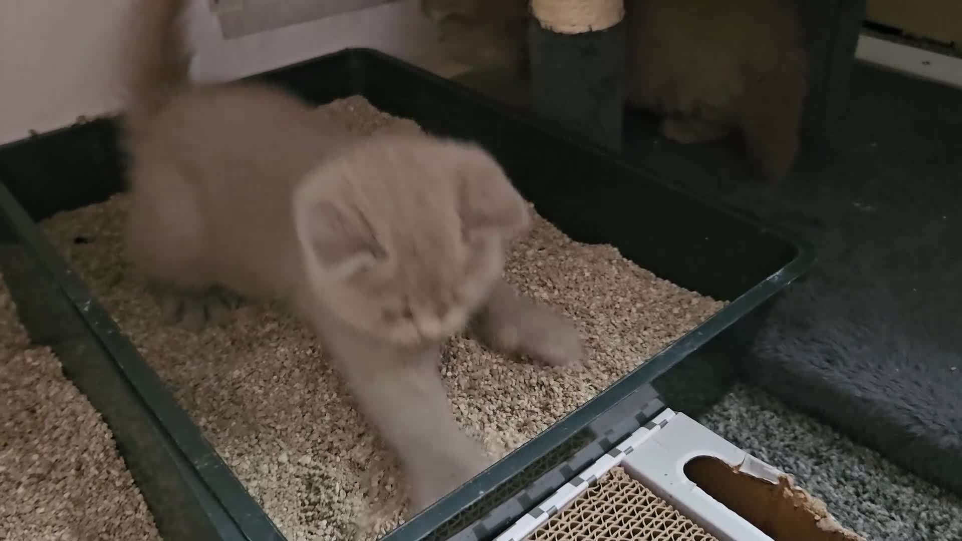 British Shorthair cats for sale:  *READY TO GO* beautiful British shorthair/ long - Video 1
