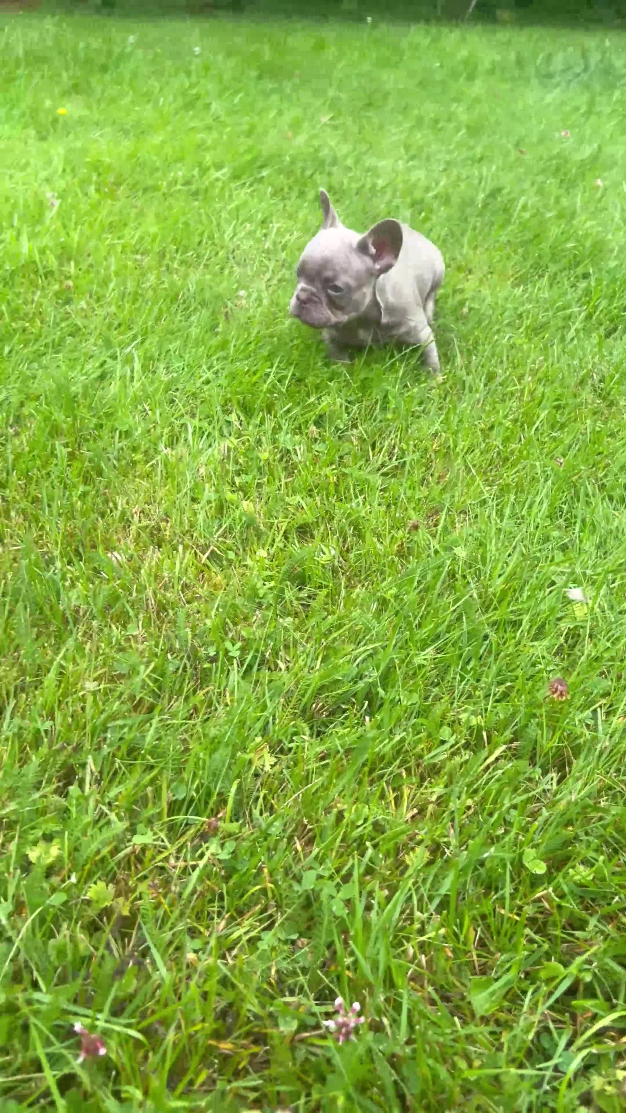 French Bulldog dogs for sale: 2 girls looking for forever home - Video 4
