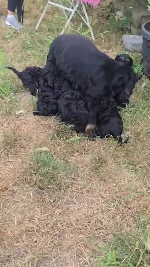 Cockapoo dogs for sale: F1 Cockapoo puppies ready to view licenced - Video 2
