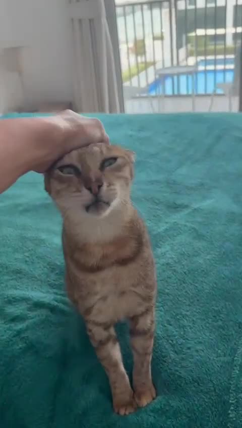 Mixed Breed cats for adoption: CARLA AMAZING RESILIENT FEET MISSING AFFECTIONATE  - Video 1
