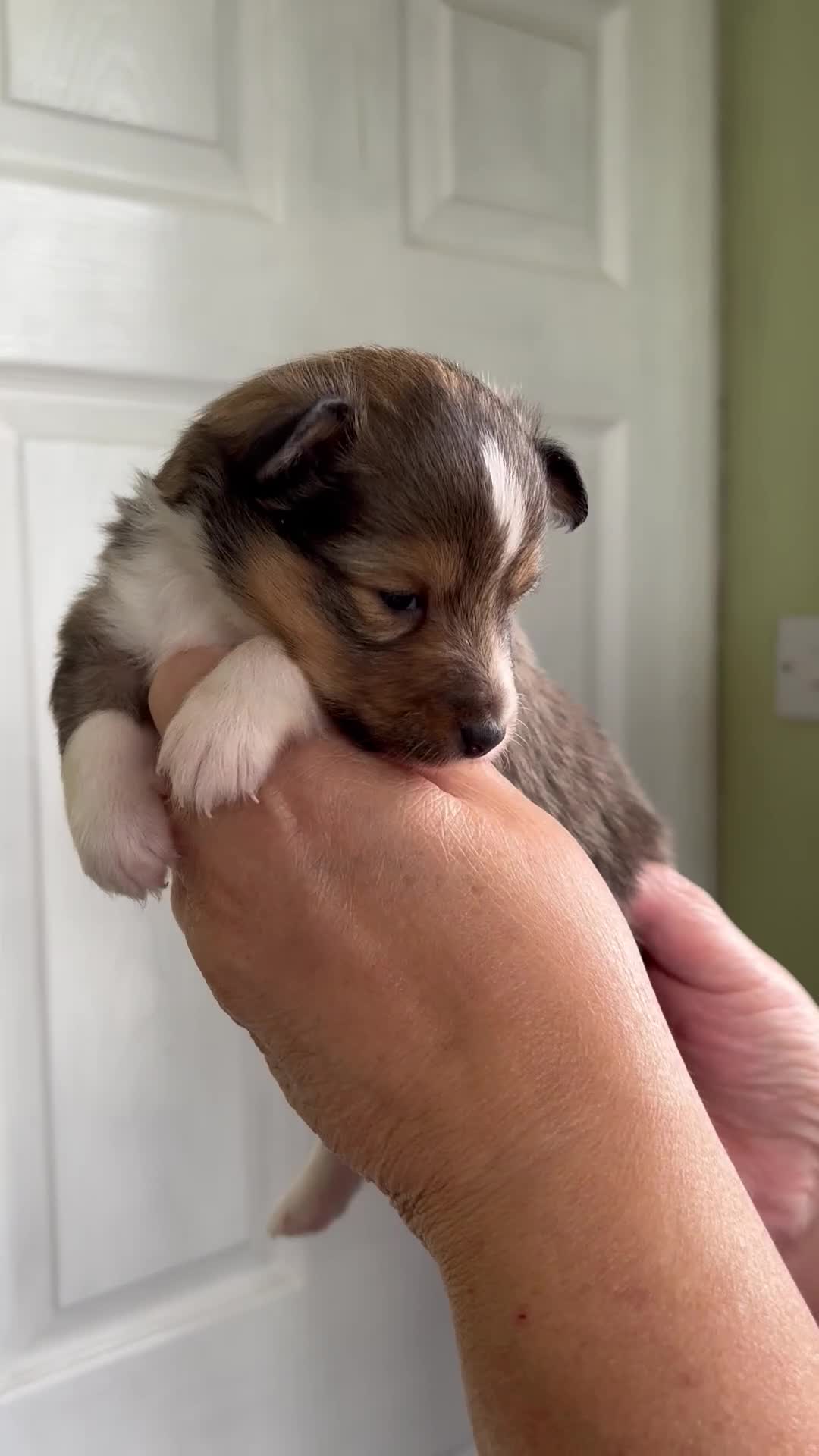 Shetland Sheepdog dogs for sale: Beautiful sable Shetland sheepdog puppies  - Video 2