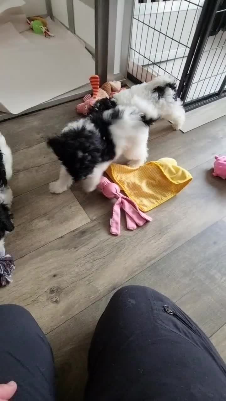 Cockapoo dogs for sale: Fully Vaccinated Best Friend Sofa Companions 🥰   - Video 5