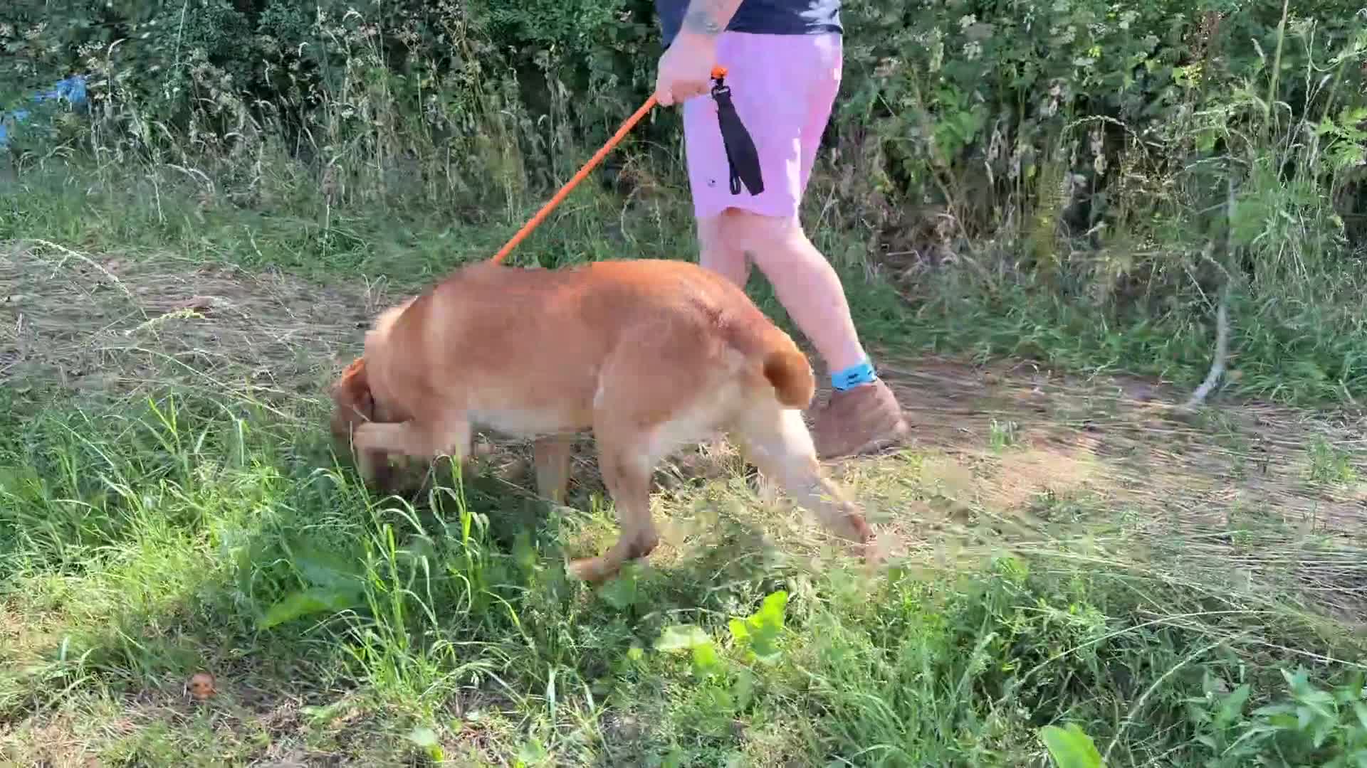 Labrador Retriever dogs for sale: Adult - KC Reg Fox Red Labrador Retriever Dog - Video 3