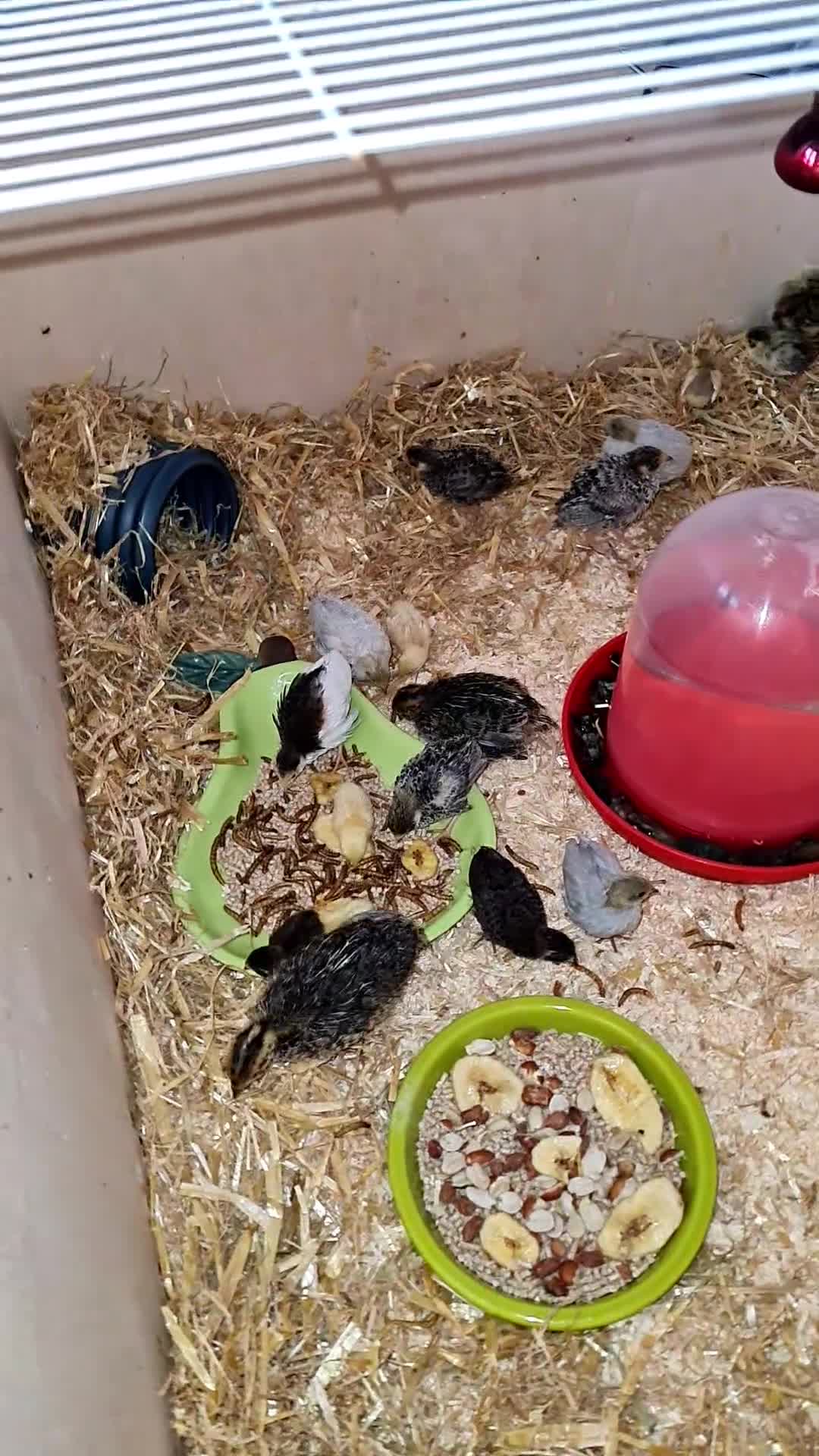 Quail poultry for sale: UPDATED VIDEOS - Mixed Quail - Buttons & Japanese  in Scunthorpe - Video 1