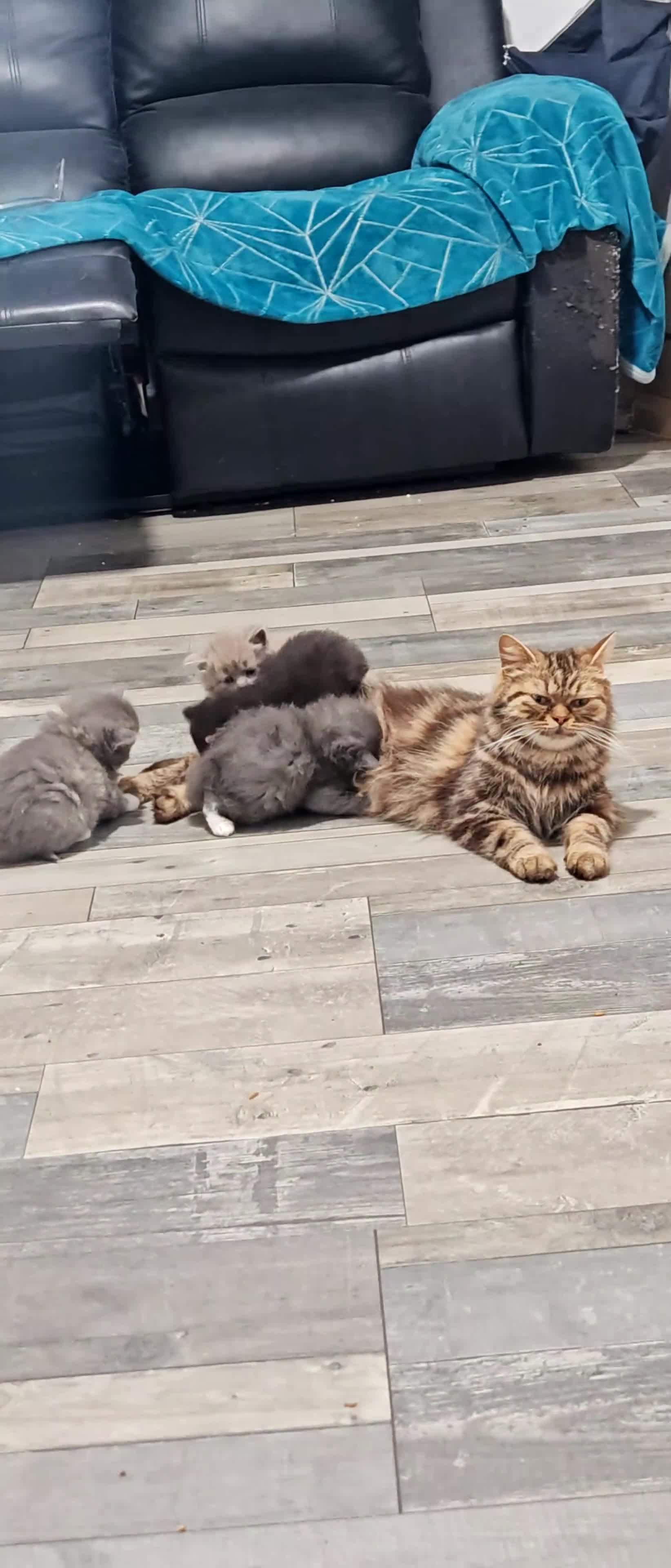 Mixed Breed cats for sale: Adorable Fluffy Persian Cross Kittens–🐱✨  - Video 5