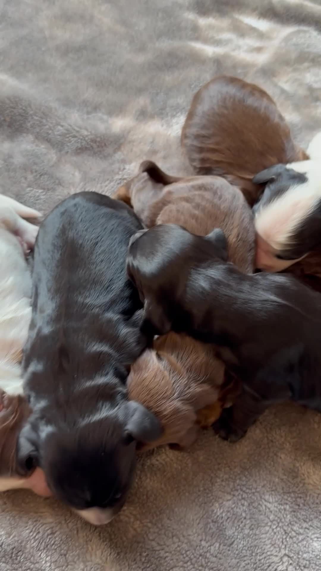 Cocker Spaniel dogs for sale: 7 cocker spaniel puppies for sale  - Video 1