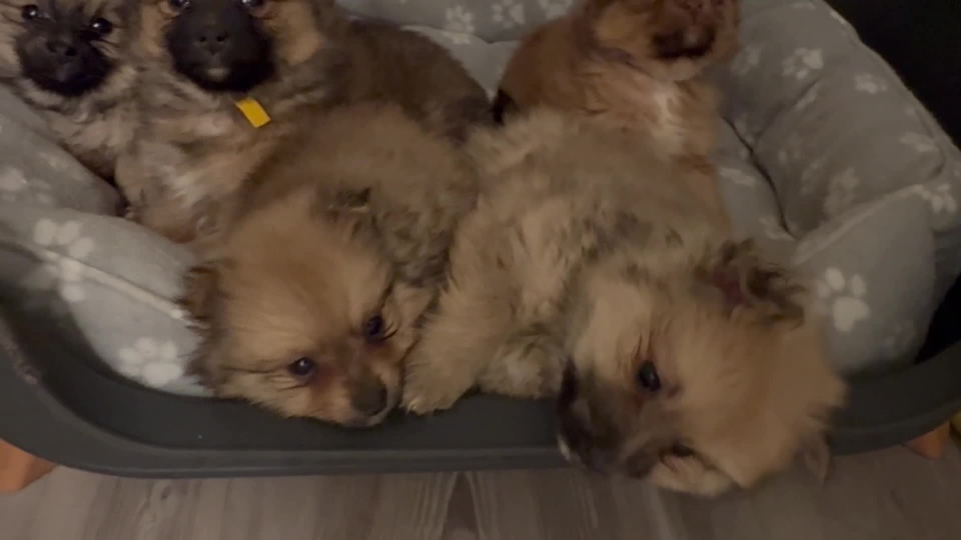 Pomeranian dogs for sale: 6 Adorable Mini/Tiny/ Fluffy Pomeranian Puppies  - Video 1